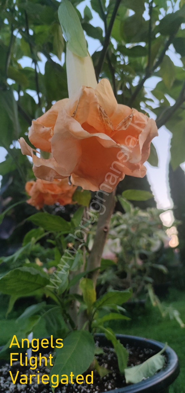 Eņģeļtaure "Angels Flight Variegated"