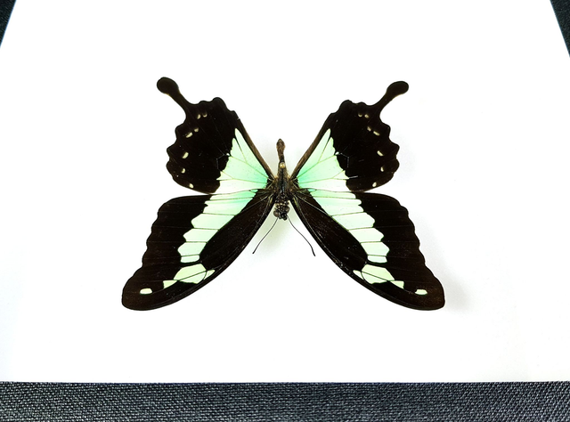 Papilio phorcas