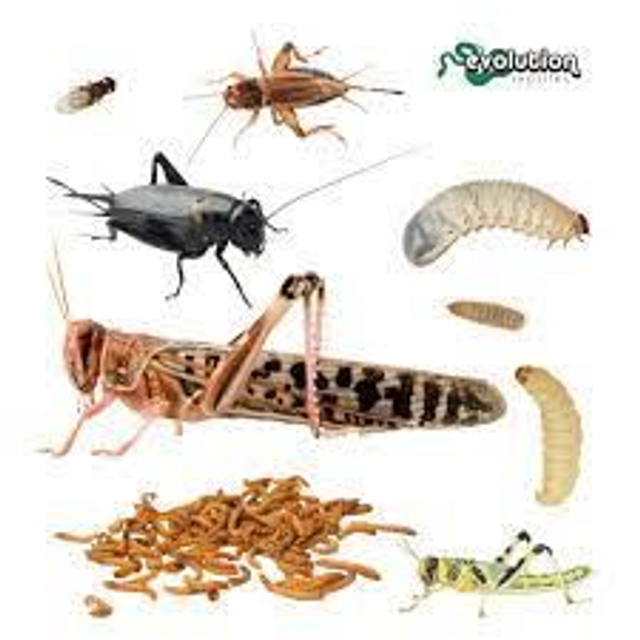 Live food tubs 3 for 12