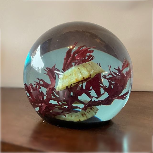 boule chondrus bernique