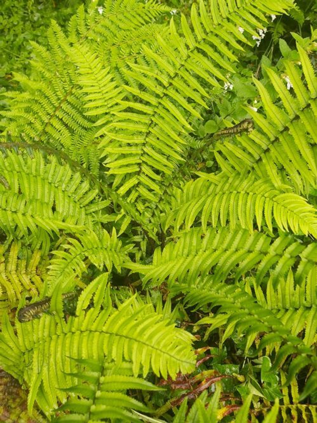 Dryopteris cycadina 1 litre