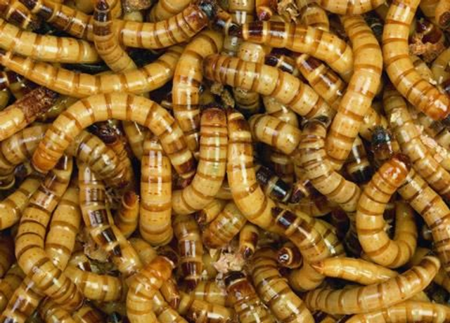 Kaimani vaschetta 100 g (1)