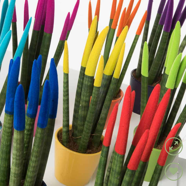 Sanseveria Cylindrica Tubolaris