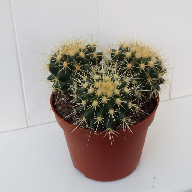 Golden Barrel Cactus