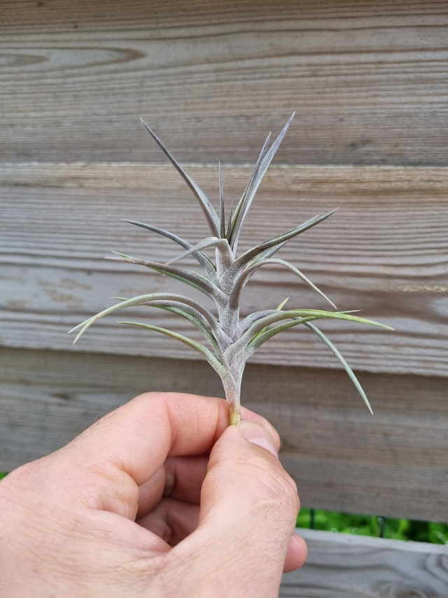 Tillandsia jonesii