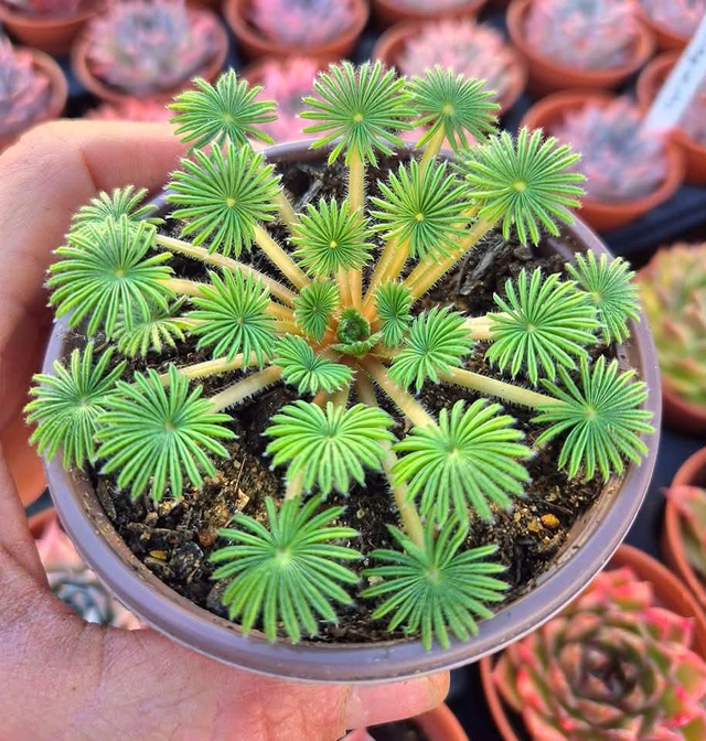 Oxalis Palmifrons - Bulb 