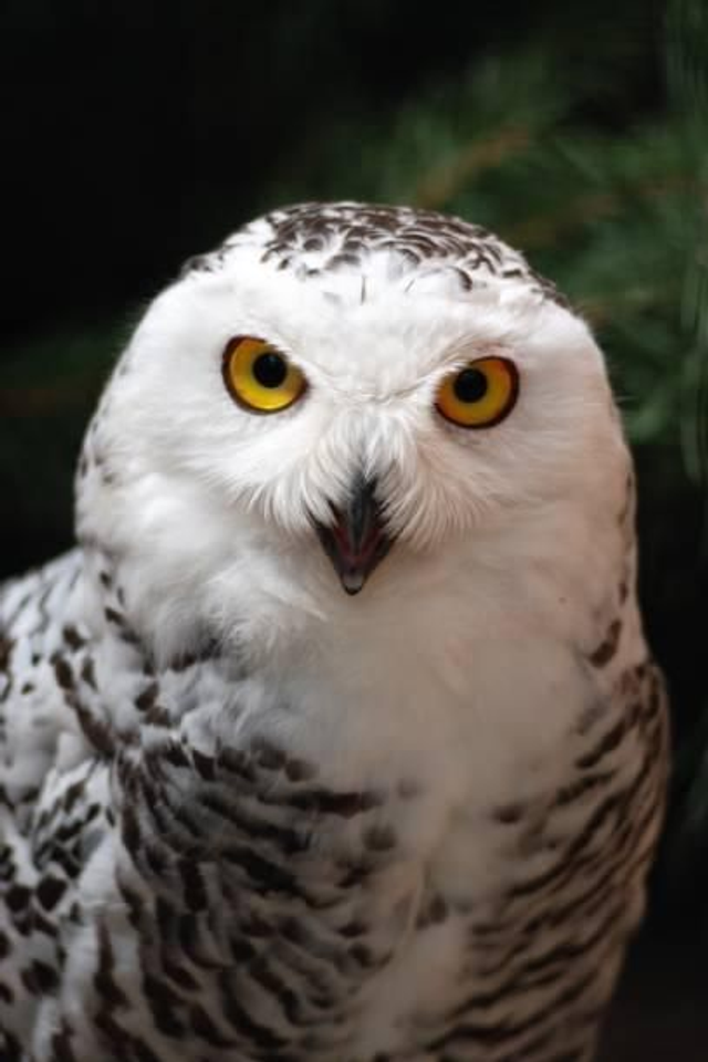 Moonshine Owls entrance 