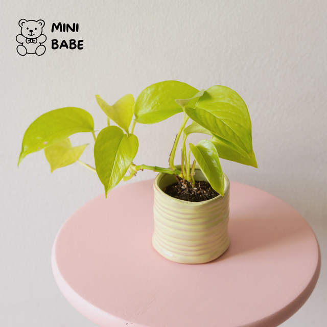 Epipremnum Neon 🌿