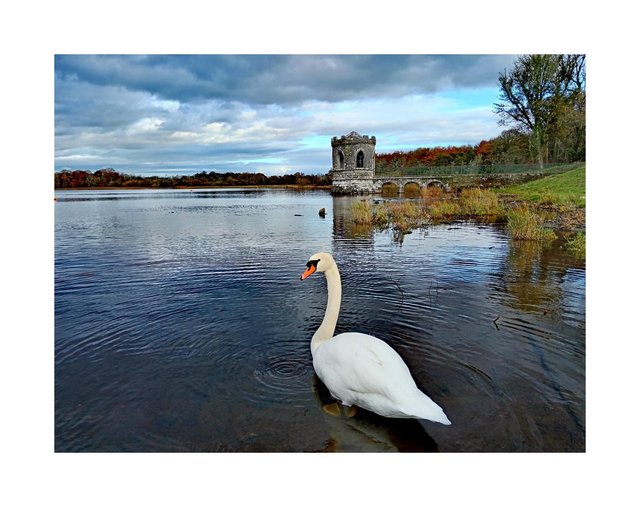 A Swan at The Fisherman's Temple, Lough Key, Boyle, County Roscommon. 5" x 7 " Blank Greeting card with envelope. includes postage of to all of Ireland.
