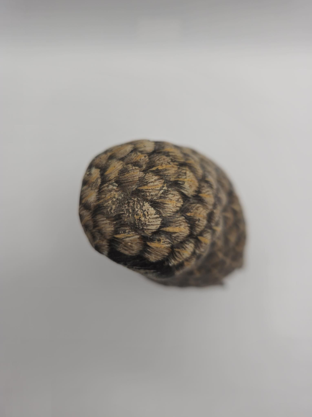 Petite chouette en bois peint