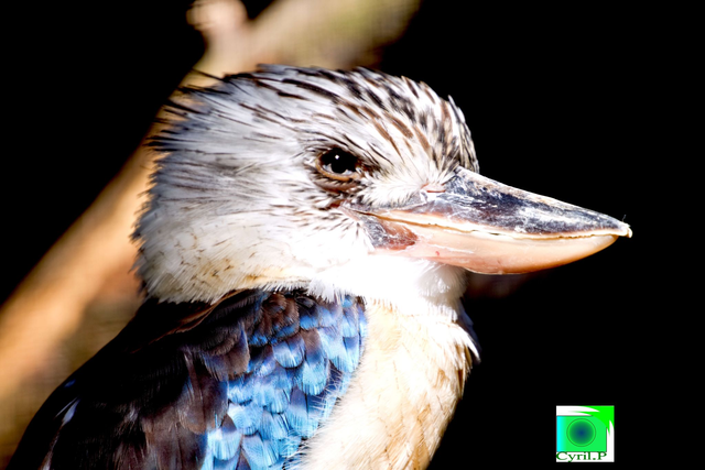 dacelo leachii Dimensions extérieures : 32 x 32,6 cm 1 cm bord blanc