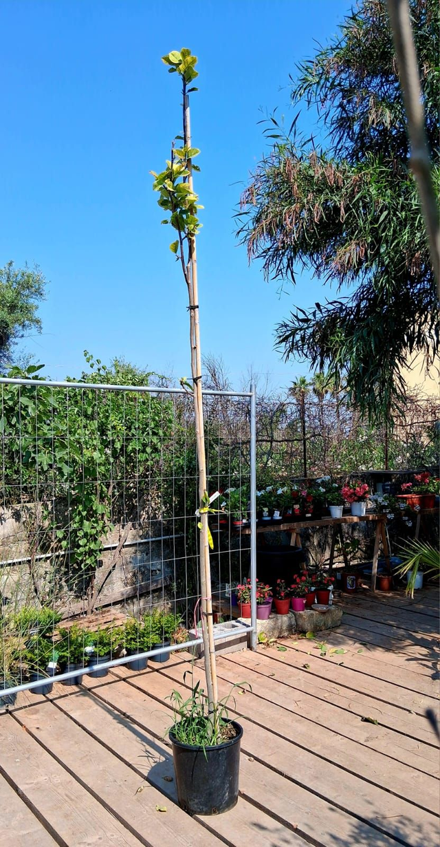 H09 . Magnolia grandiflora