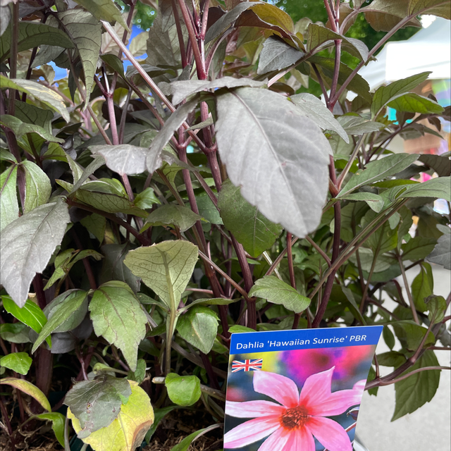 Dahlia Hawaiian Sunrise