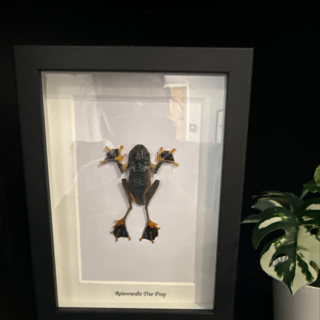 Reinwardts Tree Frog