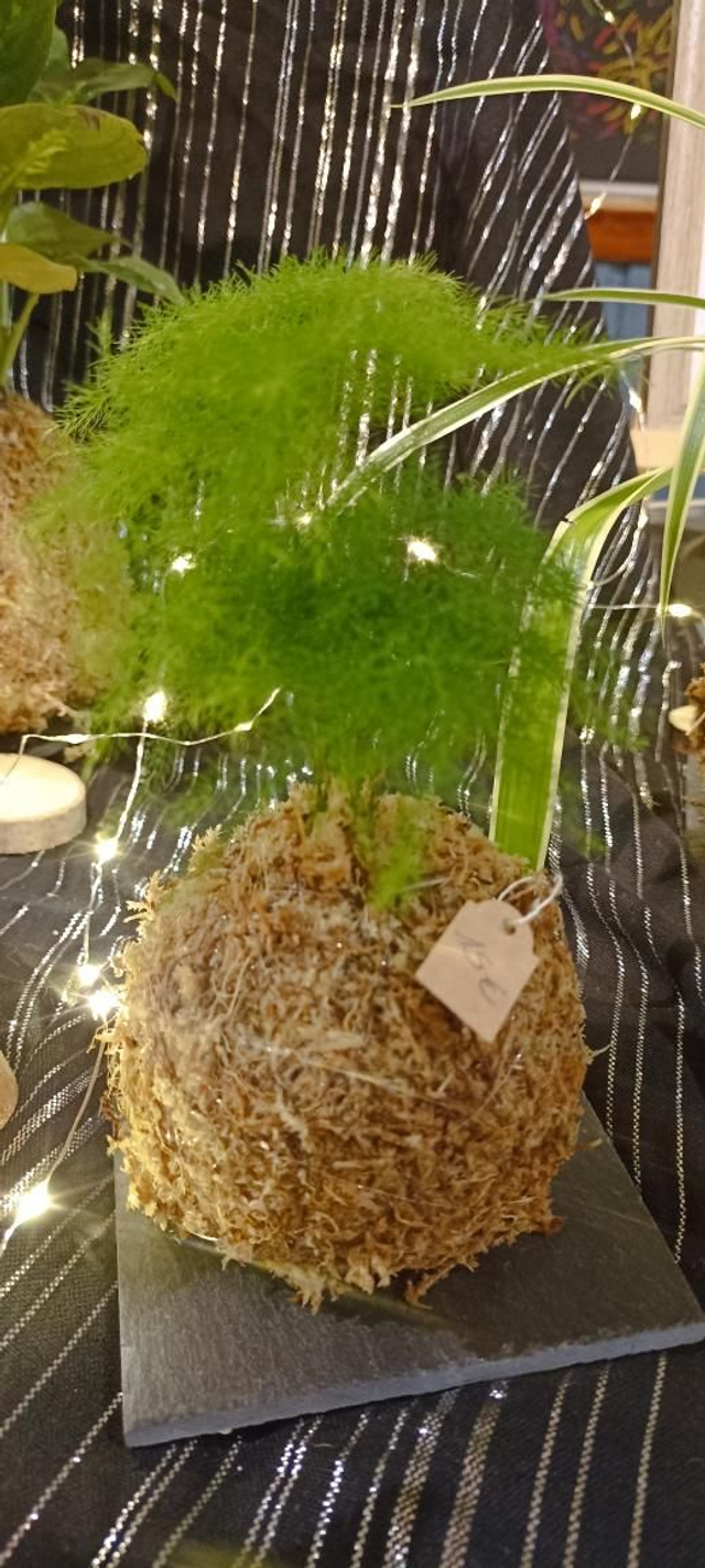 Fougère Asparagus setacus