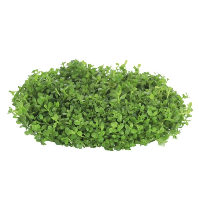 Easygrow Hemianthus Callitroides 8715897322471
