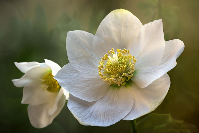 Helleborus orientalis 'Double whitte spotted'