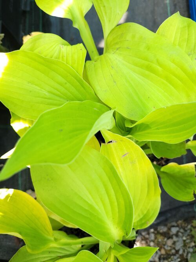 Hosta 'August Moon' bare root