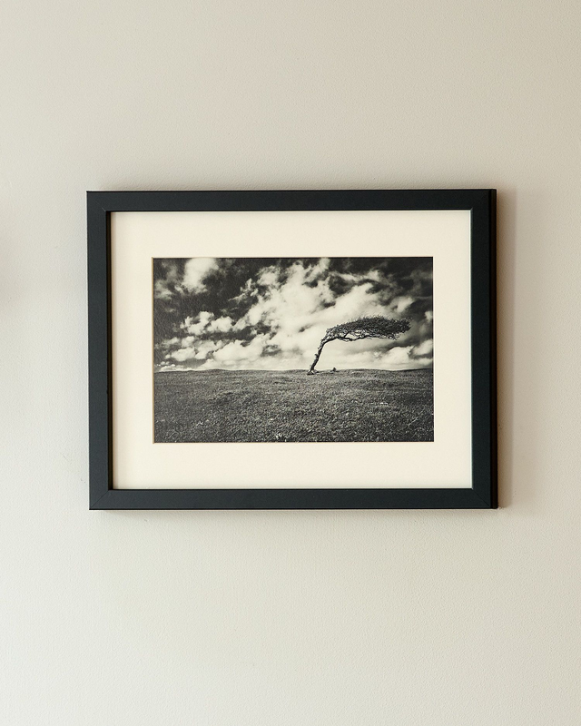 Windswept Tree - Framed Print 15 ¼&quot; x 12 ¼&quot;