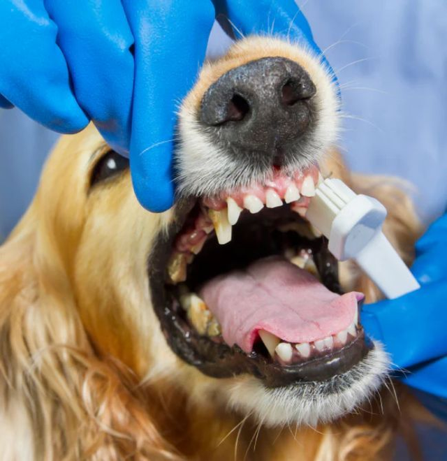 Grooming Extra - Tooth Brush Cleaning