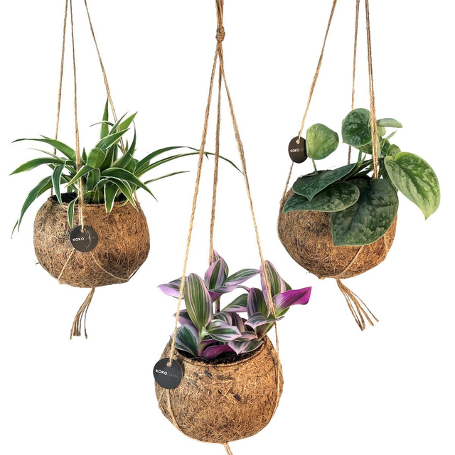 C17 . Piante appese mix