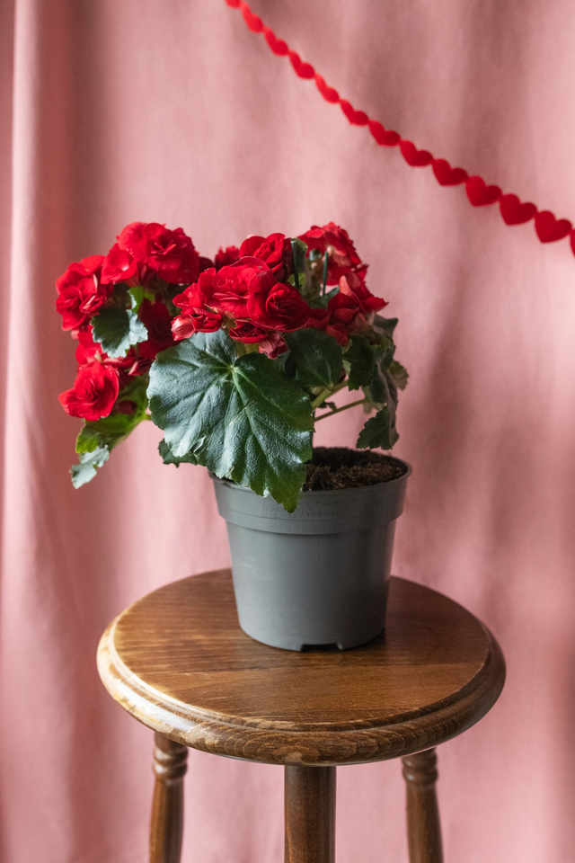 Bégonia Elatior Red 🌿