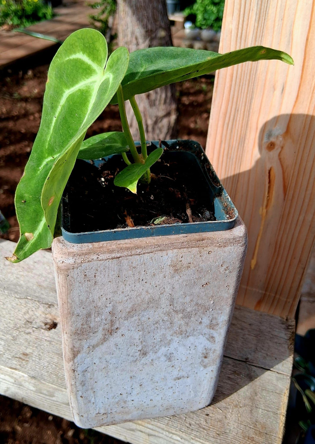 C87 . Anthurium magnificum in "CUBO ETRUSCO 15"