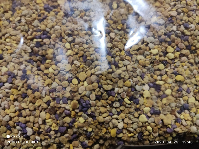 Viràgpor, flower pollen 100g Elfogyott