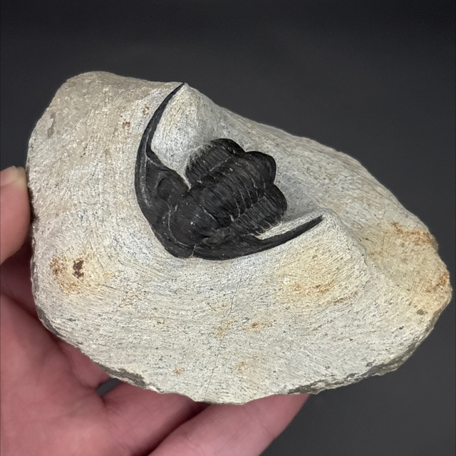 Cornuproetus Trilobite 