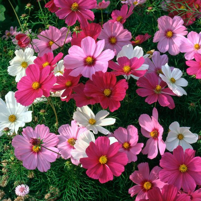 Cosmos - Sonata Mixed: 6 Plants (Ref: F)