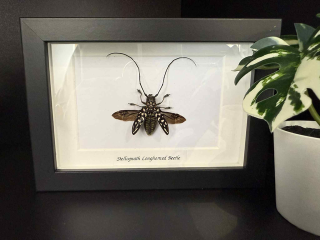 Stellognatha Longhorned Beetle