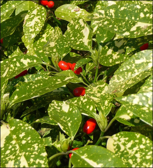 Aucuba japonica 'Crotonifolia' - 1ltr pot