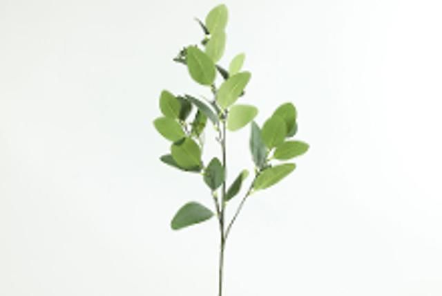 Tak Eucalyptus groen