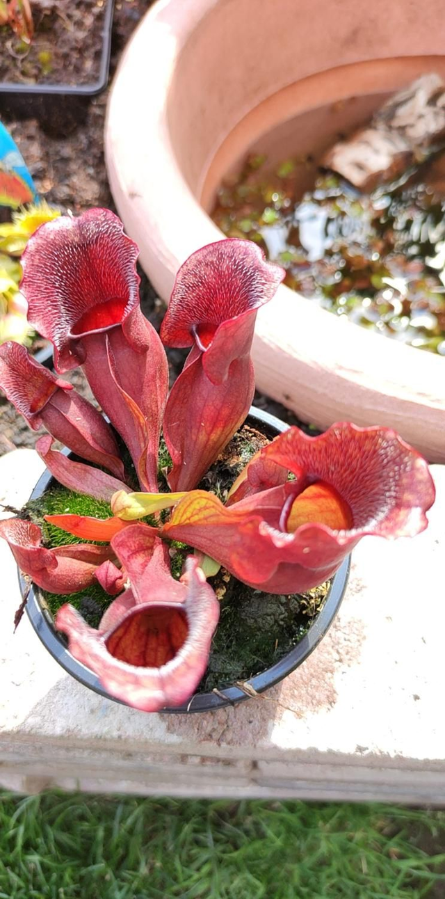 sar. purpurea Venosa hybride