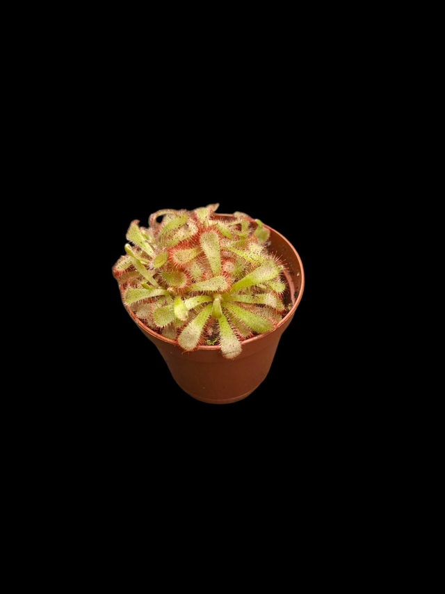 Drosera alicaliae 6cm
