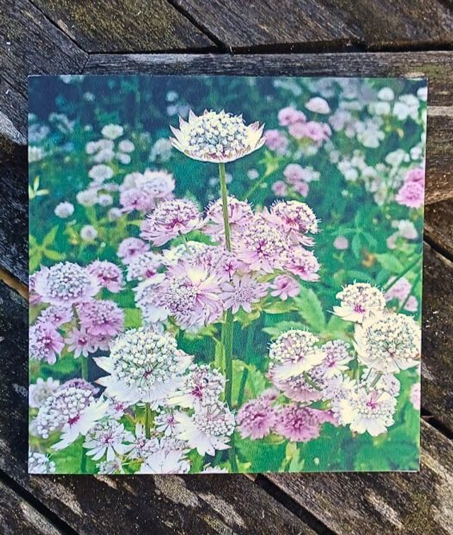 Astrantiia