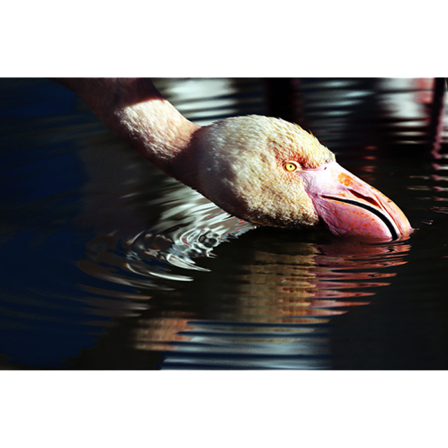 A boire ! - ref: 3675