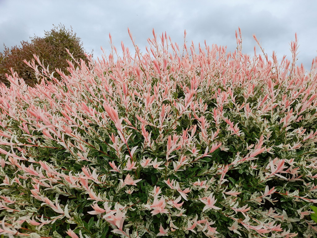 Salix integra ‘Flamingo willow’ - 1ltr pot