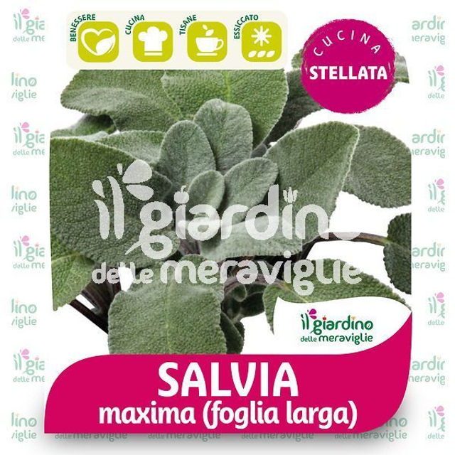 M08 . Salvia a foglia larga in vaso 14