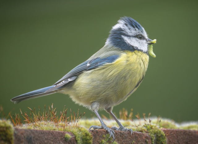 Nest Box - 25mm Nest Box for Blue Tit / Coal Tit