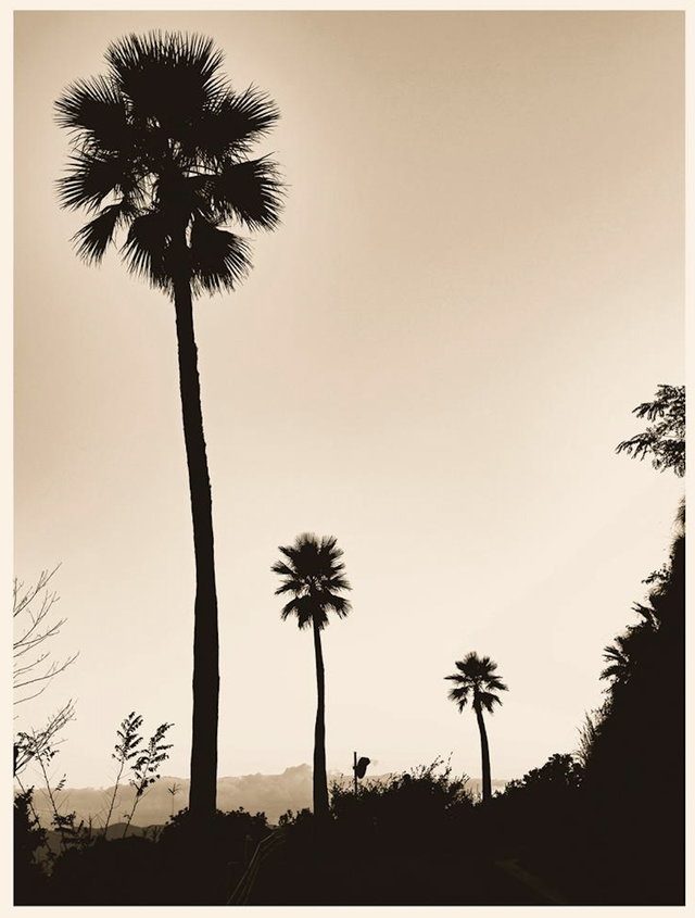 JAPONISSIMO, livre + tirage de tête "Palm trees", 8/10