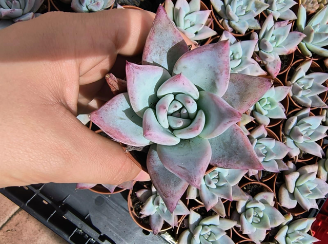 Echeveria Colorata Tapalpa
