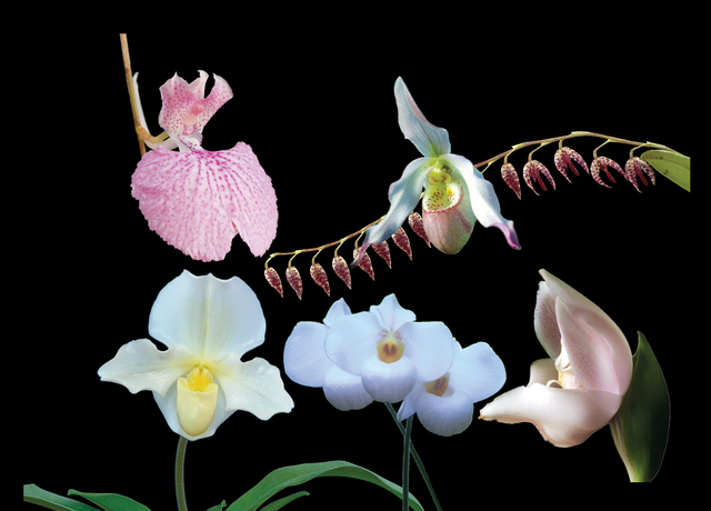 Coming Home Combination Essence