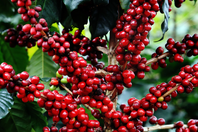 Jairo Arcila Castillo