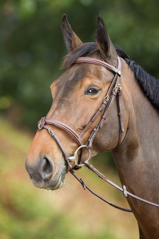 Bridon HFI Anatomic muserolle combinée