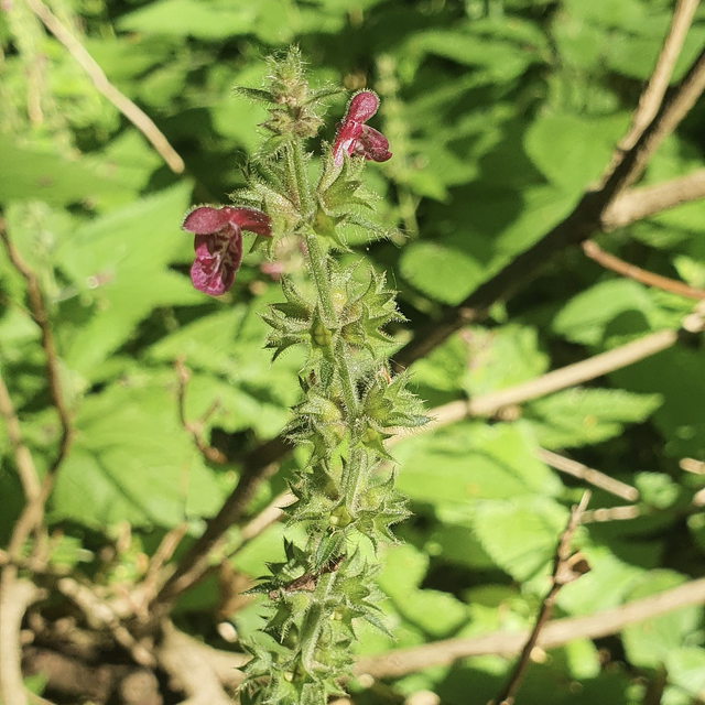 Épiaire des bois (Stachys sylvatica )