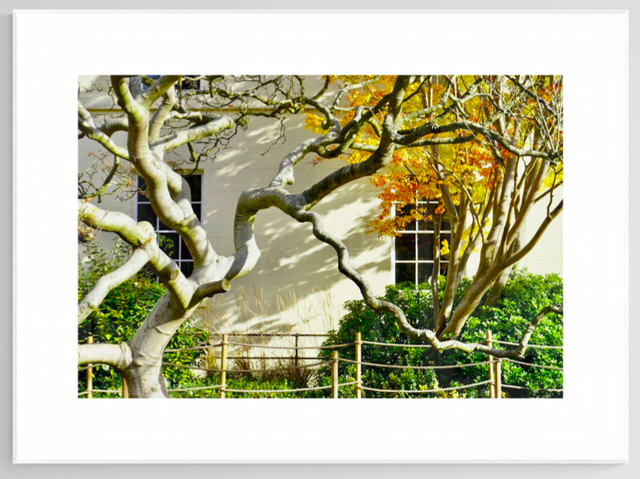 A tree for all seasons- Print