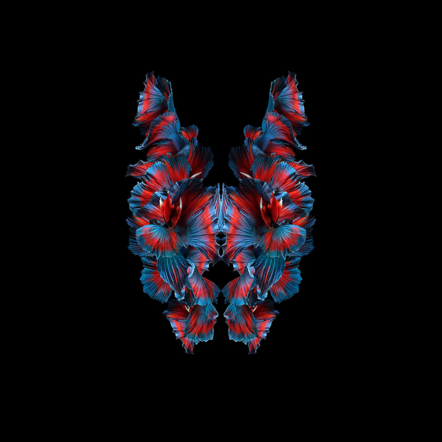 Imago Betta Rouge | Tirage 1/8