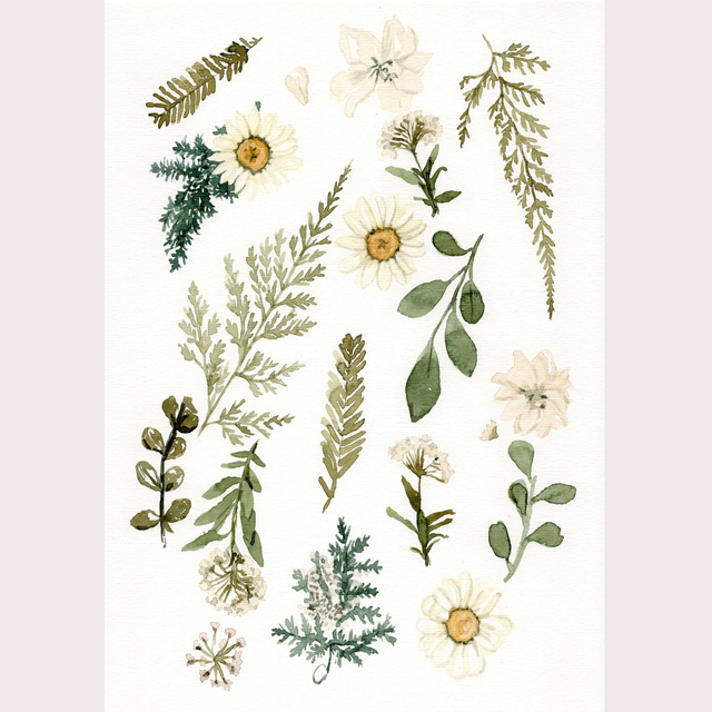 Fleurs séchées Ocre