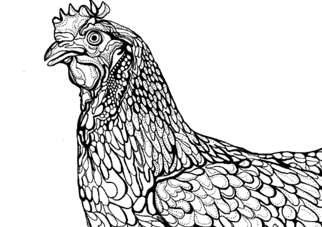 B&W A3 print - chicken